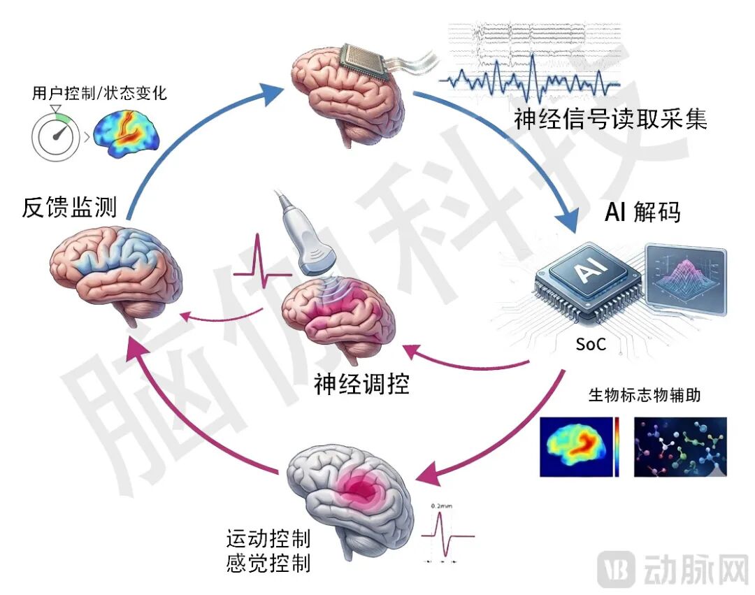 脑伽-BCI闭环.jpg